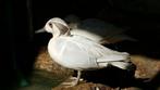 Zilver baikal taling koppel gezocht, Dieren en Toebehoren, Pluimvee, Eend