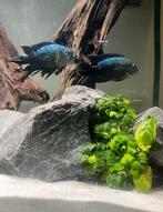 Koppel electric blue jack Dempsey