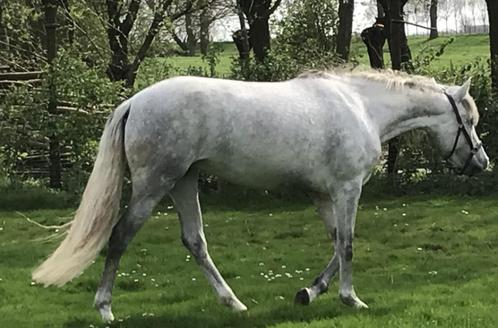 7 jarige PRE merrie te koop, Animaux & Accessoires, Chevaux, Jument, Débourré, Moins de 160 cm, 7 à 10 ans, Cheval de récréation