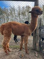 Dekhengst, Août, Mâle