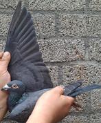 Postduif Kleinzoon "JILL" 1e Nat. Ace Pigeon!, Dieren en Toebehoren, Vogels | Duiven, Mannelijk, Postduif