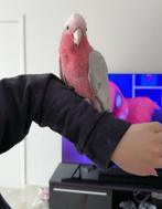 Roze kaketoe mannetje, Dieren en Toebehoren, Tam