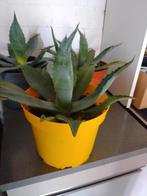 Agave Americana, Tuin en Terras, Ophalen