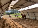 Rustige kudde heeft plek!, Weidegang, 2 of 3 paarden of pony's