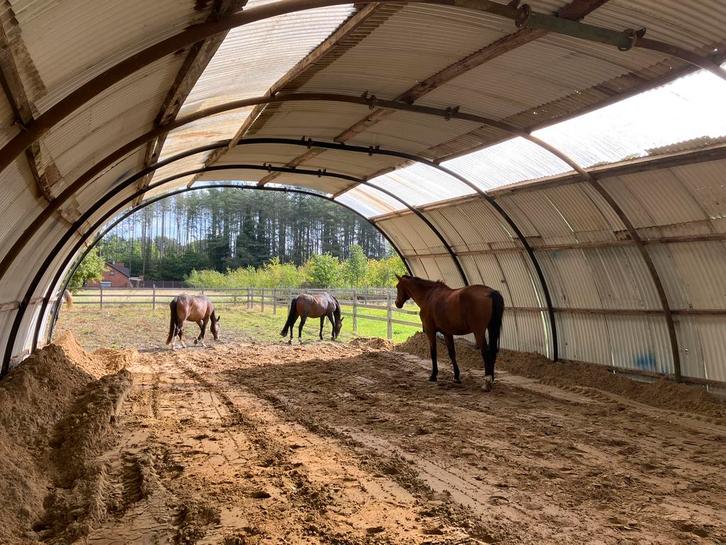 Rustige kudde heeft plek!, Dieren en Toebehoren, Stalling en Weidegang, Opfok, Stalling, Weidegang, 2 of 3 paarden of pony's