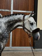 Kwaliteitsvol Springpaard, Dieren en Toebehoren, Springpaard, Ruin, M, 170 tot 175 cm