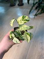 Epipremnum Pinnatum Marble Variegata, Huis en Inrichting, Kamerplanten, Ophalen of Verzenden