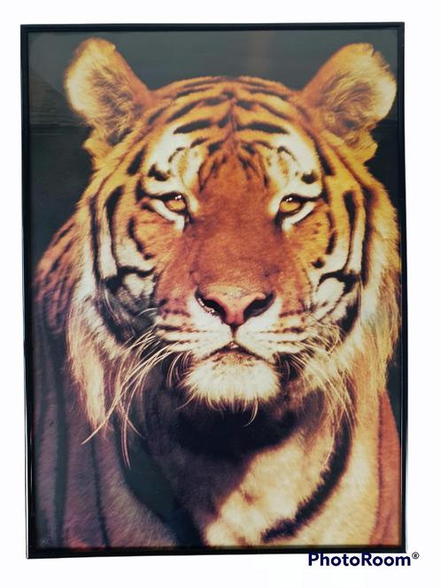 Tirage photo de tigre dans un cadre+verre 51x71, Maison & Meubles, Accessoires pour la Maison | Décorations murale, Comme neuf
