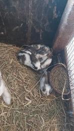 Vlinder konijnen te koop, Animaux & Accessoires, Lapins