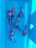 10 koi, Dieren en Toebehoren