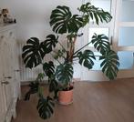 Grote gezonde monstera plant, Ophalen
