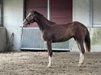 2 jarige merrie te koop, Z, Avec pedigree, 0 à 2 ans, Cheval de saut