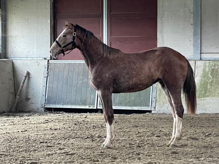 2 jarige merrie te koop, Animaux & Accessoires, Chevaux, Jument, Z, 0 à 2 ans, Cheval de saut, Avec pedigree, Avec puce électronique