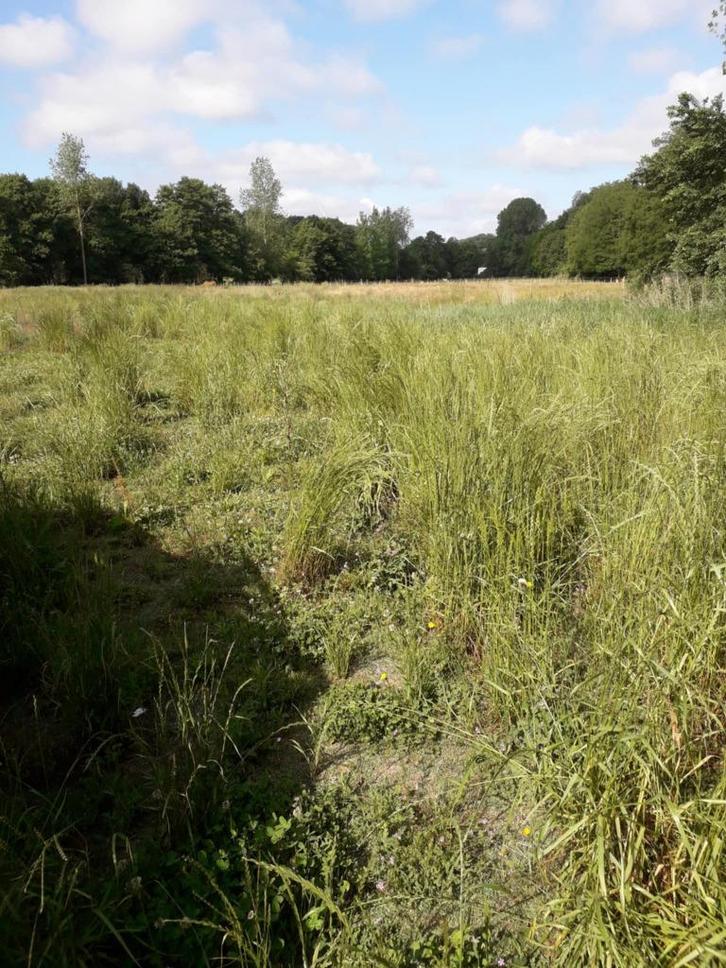 Pension chevaux en prairie, Dieren en Toebehoren, Stalling en Weidegang, Weidegang, 4 paarden of pony's of meer