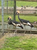 Zwarte kroonkraanvogel