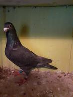 zwarte duiver van 2021, Animaux & Accessoires, Oiseaux | Pigeons