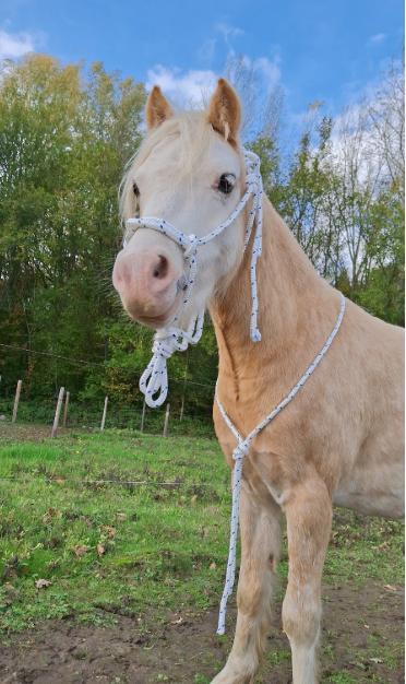Touwhalster, Dieren en Toebehoren, Paarden en Pony's | Hoofdstellen en Tuigage, Nieuw, Verzenden