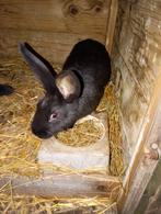 Jonge nest, Dieren en Toebehoren, Konijnen