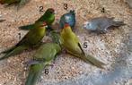 Kakariki kakarikis, Dieren en Toebehoren, Meerdere dieren, Parkiet, Geringd