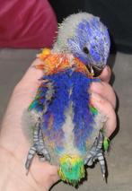 Swainson Lorikeet, Geslacht onbekend, Papegaai, Geringd