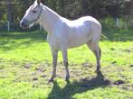 Mooie Vliegschimmel Paard, Minder dan 160 cm, Zadelmak, 7 tot 10 jaar, Recreatiepaard