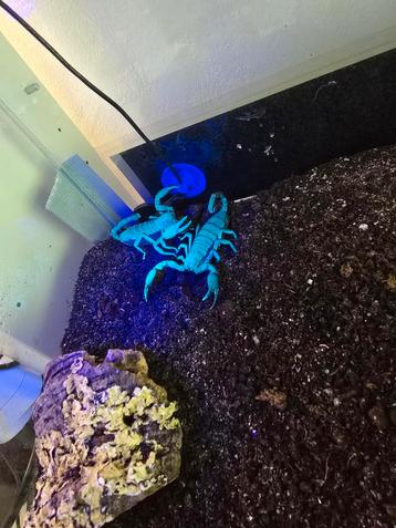 2 scorpion avec terrarium complet, Avec terrarium