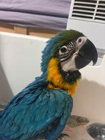 Parrot Ara ararauna, 3 maanden oud, opgeheven hand, Dieren en Toebehoren, Papegaai, Geringd