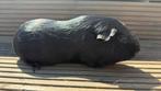 Cavia, zwart, kortharig, Dieren en Toebehoren, Ophalen