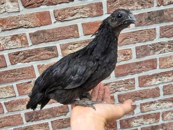 Ayam cemani haantje  beschikbaar voor biedingen