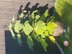 Paulownia Tomentosa (keizer - of prinsessenboom genoemd), Tuin en Terras, Planten | Tuinplanten, Ophalen, Lente, Vaste plant, Overige soorten