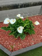 Aronskelken, Tuin en Terras, Planten | Tuinplanten, Volle zon, Vaste plant, Zomer, Ophalen