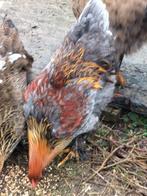 Jeunes poules et coqs à vendre, Animaux & Accessoires, Volatiles