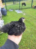 cochin kriel, Dieren en Toebehoren, Pluimvee