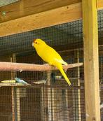 Kakariki., Vrouwelijk, Parkiet