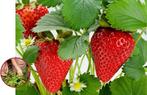 aardbeiplant, Tuin en Terras, Planten | Tuinplanten, Ophalen, Volle zon, Vaste plant, Fruitplanten