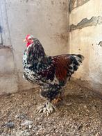 Brahma haan rood porselein, Animaux & Accessoires, Volatiles, Mâle, Poule ou poulet