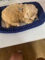Hond, Ophalen of Verzenden, Zo goed als nieuw, Hond
