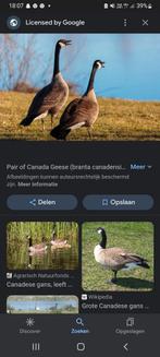Canadese ganzen  gezocht, Meerdere dieren, Gans of Zwaan