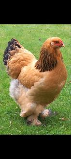 Brahma buff zwart hen van februari dit jaar,ingeënt, Dieren en Toebehoren, Pluimvee