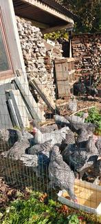 Mechelse koekoek, Dieren en Toebehoren, Pluimvee