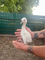 Nandoe kuikens te koop, Dieren en Toebehoren, Pluimvee