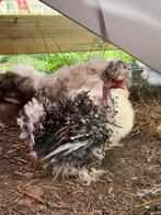 Haantje, zijdehoender naakthals, mottled, gladveer krul, Geslacht onbekend, Kip
