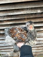 Jong brahma haantje blauw zalm, Dieren en Toebehoren, Pluimvee, Mannelijk, Kip