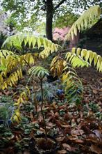 fluweelboom, Tuin en Terras, Overige soorten, 100 tot 250 cm, Zomer, Ophalen