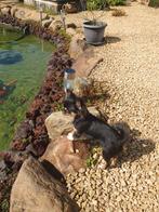 Gratis Maase keien voor rond de vijver gratis komen afhalen, Ophalen, Gebruikt