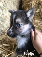 Prachtige Shepsky puppy’s, Dieren en Toebehoren, Honden | Niet-rashonden, België, CDV (hondenziekte), 8 tot 15 weken, Groot