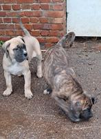 Cane corso pups, Dieren en Toebehoren, België, Fokker | Hobbymatig, CDV (hondenziekte), 8 tot 15 weken