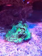 Catalaphyllia  elegans coral, Dieren en Toebehoren