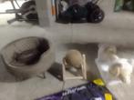 Kattenspulletjes, Ophalen of Verzenden, Zo goed als nieuw