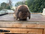 Minilop volwassen ram, Dieren en Toebehoren, Konijnen